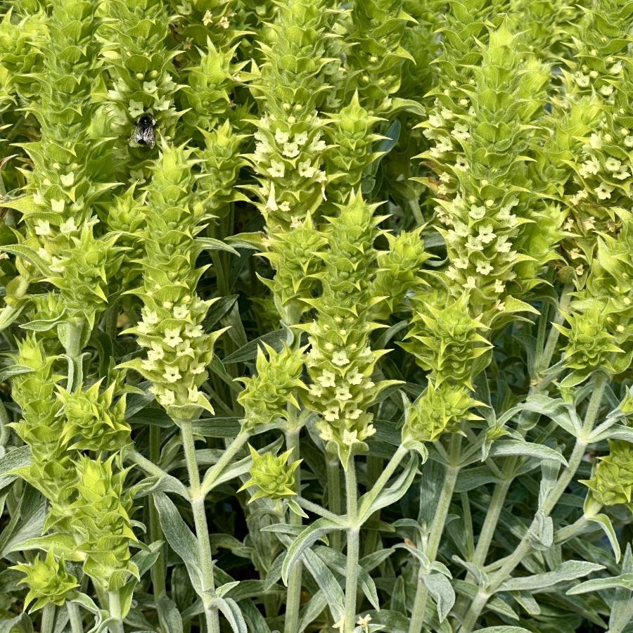 Greek Mountain Tea (Sideritis) growing on the farm